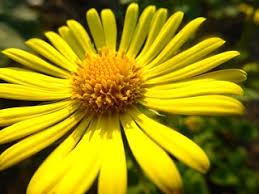 Image result for Pentas bussei