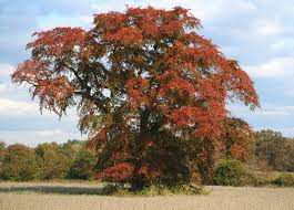 Image result for Afrosciadium nyassicum