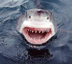 What is the average length of a great white shark? How Many Teeth Does A White Shark Have Passport Ocean