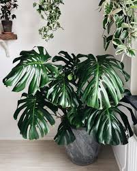 Pin On Plants