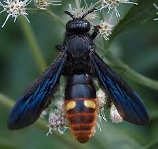 Black And White Wasp Like Insect Uk Blue Winged Wasp Wasp Insects Beautiful Butterflies