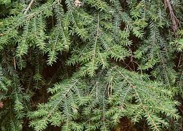 Tsuga canadensis 'hussii' hussi canadian hemlock. Photo Gallery Tsuga Canadensis 1 Garden En Com