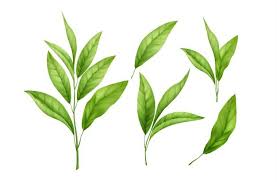 Maybe you would like to learn more about one of these? Halloween Ottagonale Ragnatela Icona Gratis