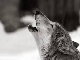 You can share this wallpaper in social networks, we will be very grateful to you. Wolf Wallpapers Pictures Images