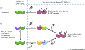 When shbg goes up, free testosterone goes down. Schematic Representation Of Experimental Models Of Testosterone Binding Download Scientific Diagram