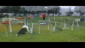 Pin On Hooper Agility