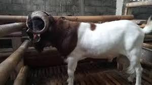 Harga kambing cross boer hewan qurban murah. Jual Kambing Boer Etawa Domba Merino