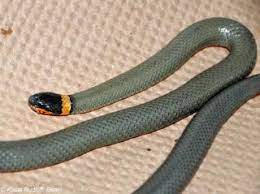 Species of reptile (en) diadophis punctatus (tr); Www Zootierliste De