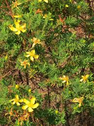 Image result for Hypericum revolutum