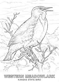 Facts about kansas state flower, the sunflower with interesting information, pictures of kansas state flower and native flowers of kansas. Pin On Birds Adult Coloring Pages