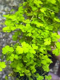 Image result for Hydrocotyle