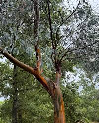 Image result for Eucalyptus torelliana