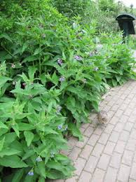 We did not find results for: Comfrey A Controversial Herb Mecklenburg Extension Master Gardener Volunteers