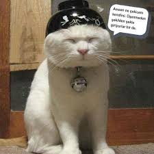 Selfie Modasina Uymayan Geleneksel Cin Den Bir Kare Kedi Komik Cats