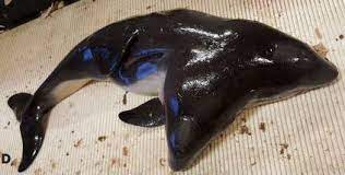 They can swallow prey that is twice its size. The 10 Weirdest Mystery Creatures Ever To Wash Up On Beaches Or Be Picked Up By Fishermen
