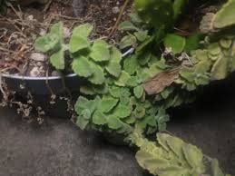 Image result for Coleus cylindraceus