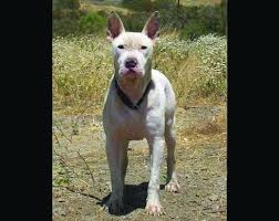 Peter Rabbit Male Been At Vrc Since 2009 Not Good With Other Dogs Found As A Stray Was Malnourished And Had Pitbull Terrier Bull Terrier Dog Dog Adoption