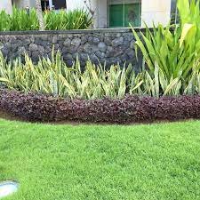 They can adapt to full sun conditions and will also. Tropical Garden Ideas Bali Tropical Landscaping Tropical Garden Plants