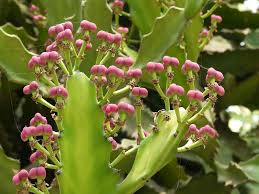 Image result for Euphorbia candelabrum