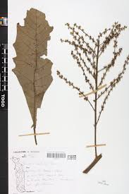 Image result for Vernonia conferta