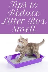 10 Best Cat Litter Box For Odor Control 2020 Best Cat Litter Cat Litter Smell Cat Litter Box