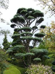 Dscf1366 Paysagiste Jardin Zen Jardin Japonais