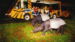 Night Safari Singapore Visit Singapore Situs Web Resmi