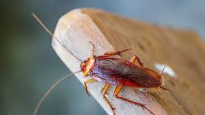 Mungkin dia tidak pernah membeli makanan di pasar atau makan di dalam kereta. Cara Mudah Usir Kecoa Yang Mengganggu Di Rumah Gunakan 10 Bahan Alami Ini Halaman All Serambi Indonesia