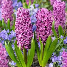 Check spelling or type a new query. Buy Garden Hyacinth Bulbs Hyacinthus Orientalis Purple Sensation Pbr