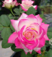 50 gambar bunga mawar rose beserta klasifikasi jenis jenisnya. Gambar Bunga Mawar Merah Bunga Mawar Merah Jambu Fotografi Mi Community Xiaomi Us 5 24 30 Off 1 Sekelompok Sutra Buatan Bunga Gambar Bunga Bunga Mawar Merah