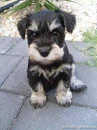Black And Silver Miniature Schnauzer Beautiful Black N Silver Pup Schnauzer Puppy Mini Schnauzer Puppies Schnauzer Dogs