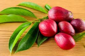 #ahasiswa mampu mengetahui khasiat buah mahkota dewa beserta buah mahkota dewa terdiri dari kulit, daging, cangkang dan biji. Serba Serbi Budi Daya Mahkota Dewa Samudrabibit Com