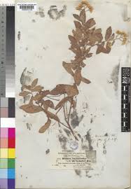 Image result for Pluchea dioscoridis