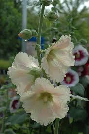 Maybe you would like to learn more about one of these? Emerald Green Flowers Shefalitayal