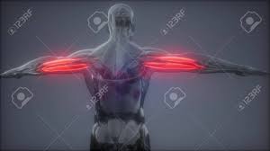 We did not find results for: Triceps Visible Muscle Anatomy Map Stock Photo Picture And Royalty Free Image Image 116810632