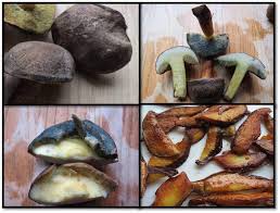 Image result for Xerocomellus diffractus