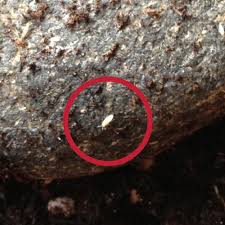 little white bugs in soil