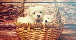 Pin Op Huisdier Honden