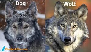 13 Dogs That Look Like Wolves Wolf Content Explained