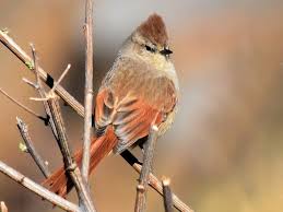 Image result for Tinnea apiculata