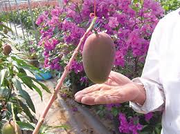 The flesh is orange in colour and tender filled with strong mango. May S Recipe Enjoy Mango And Papaya Japan Fruits Information On Fruit And Fruit Picking Activities In Japan