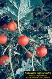 Image result for Solanum capsicoides