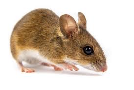 The mouse spirit animal pays very close attention to details. Desert Pocket Mouse Facts Animal Sake