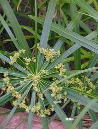 Image result for Cyperus cuspidatus
