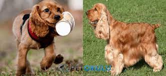 buyumeyen 20 kopek cinsi pet okulu 2021 kopek kopek egitimi shih tzu