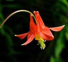 Image result for Hirpicium gracile