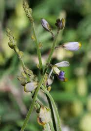 Image result for Polygala capillaris