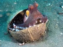 Accurately describing how the bottle diver works requires the correct synthesis of several scientific y lead a discussion about the activities by asking questions such as: How Can An Octopus Breathe Outside Water Quora