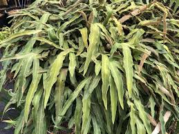 Image result for Pyrrosia