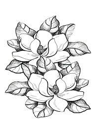 Magnolia Flower Coloring Pages Flower Coloring Pages Coloring Pages For Grown Ups Magnolia Flower